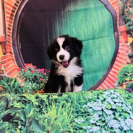 Tauriel - Black tri female Miniature American Shepherd puppy in Olympia, Washington from Shamayim Shepherds