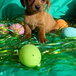Lucky charm - Sable male Dachshund puppy in Ft Dodge, Iowa from Secret Reality