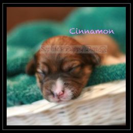 Cavapoo Puppies from Sophie's Puppy Den