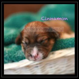 Cavapoo Puppies from Sophie's Puppy Den