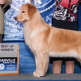 Golden Retrievers from Rubicon Golden Retrievers