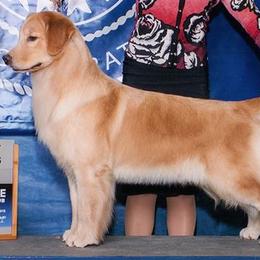 Golden Retrievers from Rubicon Golden Retrievers