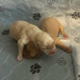 2nd pick - Yellow male Labrador Retriever puppy in Four Oaks, North Carolina from TLC Retrievers