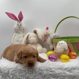 Yellow - Yellow female Labrador Retriever puppy in Heath Springs, South Carolina from Rich Hill Retrievers