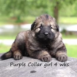 2nd Pick female - Sable female German Shepherd puppy in Elkmont, Alabama from Oakmont Shepherds