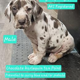 Celebrate - Harlequin male Great Dane puppy in Biscoe, North Carolina from Clouser's Bodacious Danes & Miniature Schnauzers