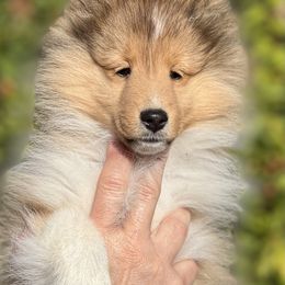 Shetland Sheepdog Puppies from Solange Shelties