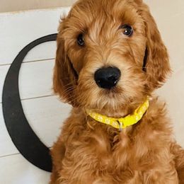 Boy 9 - Red  Goldendoodle puppy in Los Alamitos, California from Given Doodles