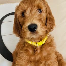 Boy 9 - Red  Goldendoodle puppy in Los Alamitos, California from Given Doodles