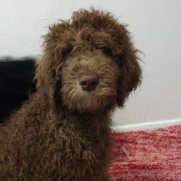 Coco - Brown and white Sheepadoodle puppy in Austin, Texas from Darling Doodles