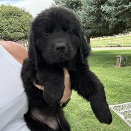 Dolly - Black female Newfoundland puppy in Buhl, Idaho from Blue Heart Kennel