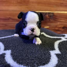 Boston Terrier Puppies from Goshorn Family Bostons and Frenchtons