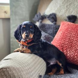 AKC Meet Cooper :) - Black and tan male Dachshund puppy in Centerville, Iowa from Barnyard Dachshunds, Dals & Doodles