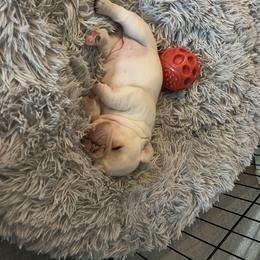 French Bulldog Puppies from Foster Lake Frenchies