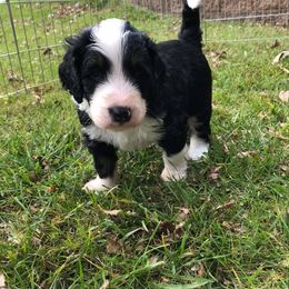 Bernedoodle Puppies from Lake Poygan Bernedoodles