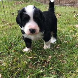Bernedoodle Puppies from Lake Poygan Bernedoodles