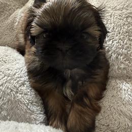 Armani Dream of the Empress - Tricolor male Shih Tzu puppy in Ellicott City, Maryland from Dr. Dmitriy Kurenbin PURE SHIH TZU Puppies