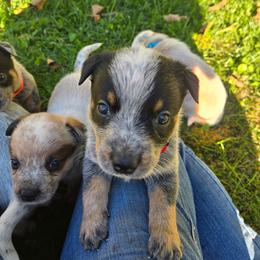 Draco - Blue male Australian Cattle Dog puppy in Canton, Pennsylvania from DNB Heelers
