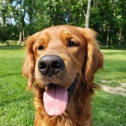 Dallas - Golden Retriever