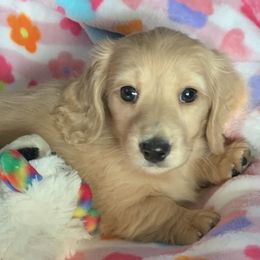 Dachshunds from Texas Blessed Dachshunds