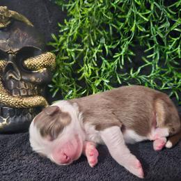 Treasure - Red tri-color female Australian Shepherd puppy in Wheatland, Wyoming from Jorvik Australian Shepherds