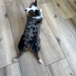 Lizzy - Miniature Australian Shepherd