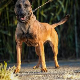 Wilma - Dutch Shepherd
