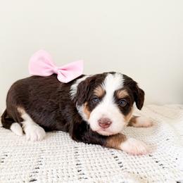 Amos - Brown and white female Bernedoodle puppy in Columbia, Kentucky from Woodland Bernedoodles