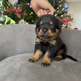 Dark green boy - Black and mahogany male Rottweiler puppy in Auburn, California from Vom Haus Flores