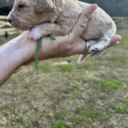 Green Collar - Red male Havapoo puppy in Powder Springs, Georgia from West Cobb Dogs