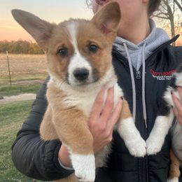 Boy 2 - White and fawn male Pembroke Welsh Corgi puppy in Honey Grove, Texas from JK Ranch Corgis
