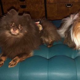 Pomeranians from Ma Petite Amore Pomeranians