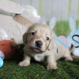 Oakley - Cream male Dachshund puppy in Pace, Florida from Shoebox Doxie’s