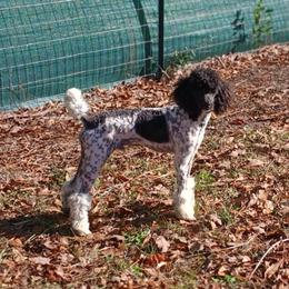 Dreamer - Poodle
