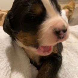 Meringue - Tri-color female Bernese Mountain Dog puppy in Rural Retreat, Virginia from Bernese Bunker