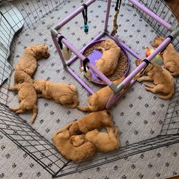 Yellow Boy - Golden male Golden Retriever puppy in Covington, Louisiana from MyKy Puppies