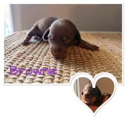 Brownie - Chocolate female Dachshund puppy in Aragon, Georgia from Daschunds Unlimited