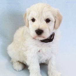Miniature Schnauzer Puppies from Great Basin Miniature Schnauzers