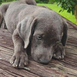 Rambo - Charcoal male Dilute Retriever puppy in Missouri City, Texas from Labrador Retriever Puppies