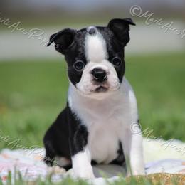 AKC 'Pauly' - Black and white male Boston Terrier puppy in Lamar, Missouri from Marti Acres ~ Boston Terrier & Beagles