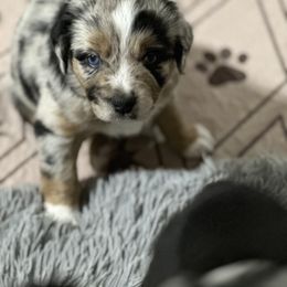 Kevin - Blue merle male Miniature Australian Shepherd puppy in Charlestown, Indiana from Forever Aussies and A Doodle
