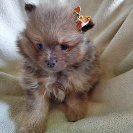 Companion Cross, Pomeranian, and Sheepadoodle Puppies from Fluffy Wonders Poms and Doodles