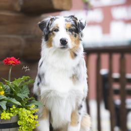 Phoenix - Australian Shepherd