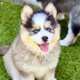 Sapphire - Gray and white female Pomsky puppy in Antioch, California from Golden State Pomskies