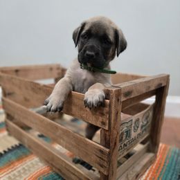 Green Collar - Fawn female Mastiff puppy in Auburn, Kansas from Diana's Puppies