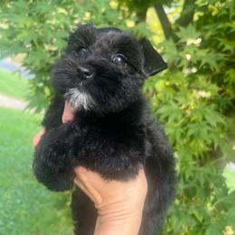 Cleo - Black female Miniature Schnauzer puppy in Grayson, Kentucky from Seventh Heaven Schnauzers