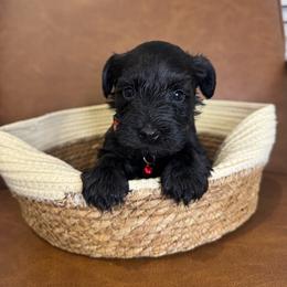 Azriel - Black male Miniature Schnauzer puppy in Lake Elsinore, California from Ironwood Schnauzers