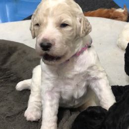 Poodle Puppies from Southern Standards