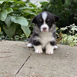 Pembroke Welsh Corgi Puppies from A&A’s Adorable Corgis