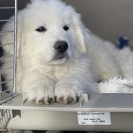 Great Pyrenees Puppies from Forestwood Farms Great Pyrenees